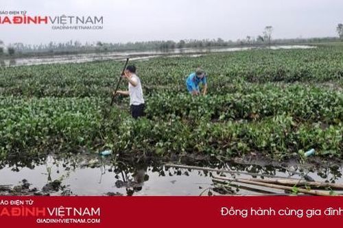 Bèo tây theo nước lũ 'cướp đất' nông dân Thừa Thiên Huế