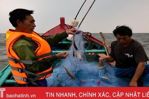 Ngư dân Hà Tĩnh thu gần 1.000 tỷ đồng từ cá vụ nam