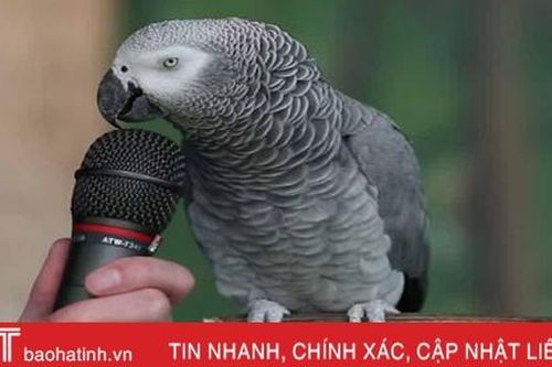 Con vẹt đáo để