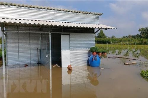Bến Tre: Triều cường làm vỡ đê bao gây ngập trên 20ha cây giống