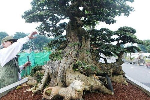 Vẻ đẹp hiếm có của cặp duối cổ khiến đại gia xếp hàng mua