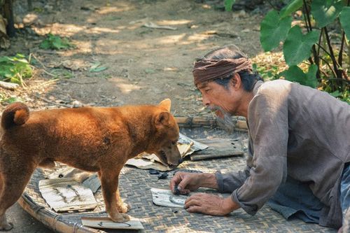 Cận cảnh chân dung Lão Hạc và cậu Vàng Shiba trong trailer chính thức 'Cậu Vàng' mới ra mắt