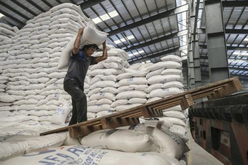 Giá lúa gạo hôm nay ngày 17/11: Giá lúa gạo tăng 300 đồng/kg