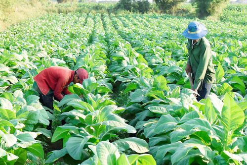 Krông Pa đề ra nhiều mục tiêu, giải pháp tăng trưởng kinh tế