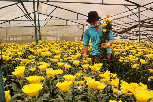 Hướng đi của nông nghiệp Lâm Đồng