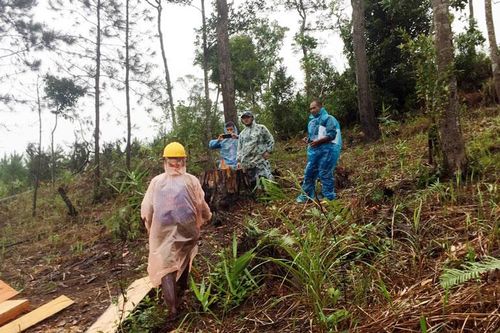 Khẩn trương điều tra, xử lý vụ phá rừng ở xã Phi Liêng