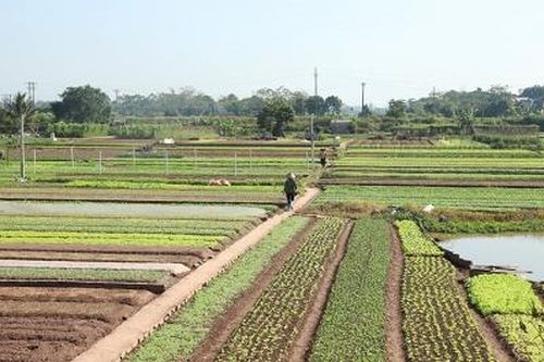 Xanh mướt vụ rau đông