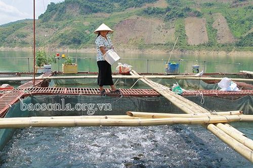 Dân vận khéo trong phát triển kinh tế ở Mường La