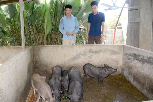 Chiêm Hóa phát triển chăn nuôi lợn đen