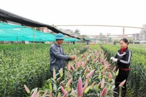 Thành lập 10.000 tổ chức kinh tế tập thể đến năm 2025