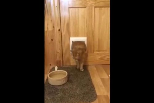 Clip: Mèo béo ú mắc kẹt khi chui qua cửa