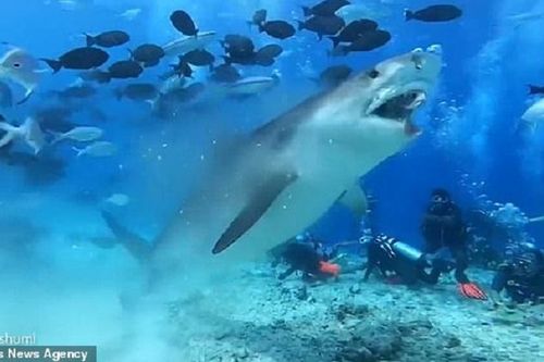 Rùng mình cảnh cá mập háu đói xé toạc đầu cá buồm