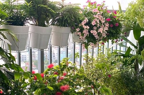 Cộng đồng mạng kể chuyện cây xanh và câu chuyện về một chiến dịch ý nghĩa