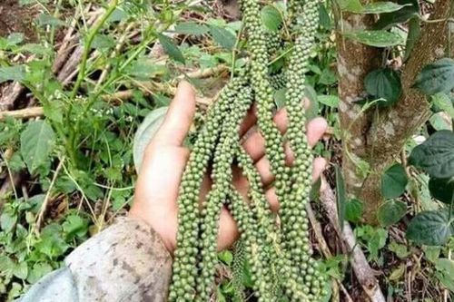 Giá tiêu hôm nay 18/11: Xuất khẩu tiêu tăng cả lượng và giá, trong nước vẫn neo ở mức cao