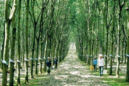 Nghiên cứu phản ánh về quy hoạch diện tích trồng cao su