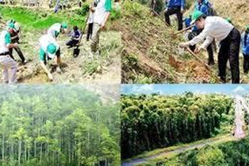 Các địa phương tăng cường bảo vệ, phát triển rừng bền vững