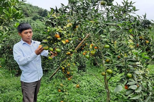 Ứng dụng khoa học và công nghệ vào phát triển vùng DTTS và miền núi