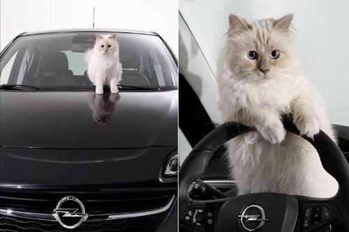 Soi cuộc sống chuẩn 'rich kid' của chú mèo giàu nhất thế giới