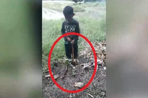 Hết hồn cậu bé 5 tuổi chơi với... rắn