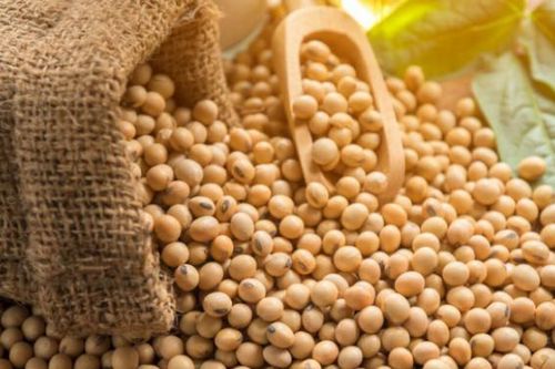 Thị trường nông sản có thể sẽ đi ngang trước khi có các thông tin mới tác động