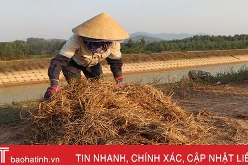Sau mưa lũ, nông dân Hà Tĩnh chật vật tìm thức ăn cho gia súc