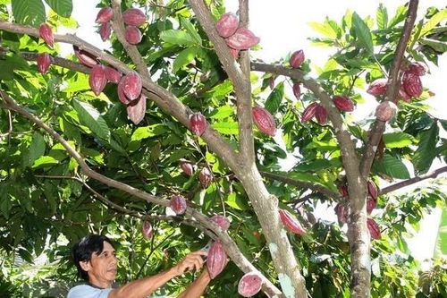 Bỉ sẵn sàng hỗ trợ nâng tầm cacao Việt Nam trên thị trường quốc tế