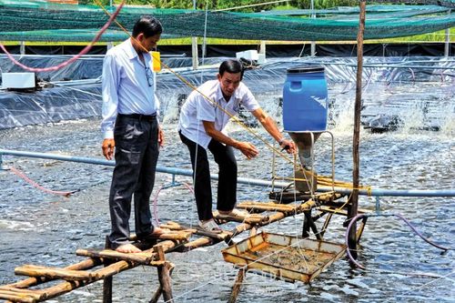 Cà Mau phát huy lợi thế phát triển kinh tế tập thể và hợp tác xã