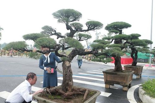Ngắm 'vua phi lao' bonsai miền Bắc giá 1,5 tỷ chủ nhân chưa quyết bán