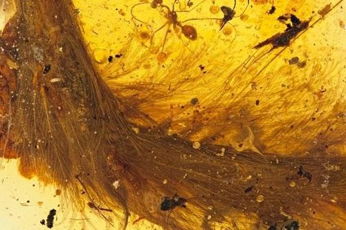 Tranh cãi về 'hổ phách máu' trong nghiên cứu khủng long