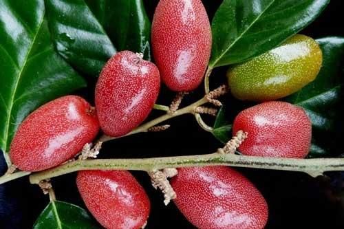 Quả nhót: Những công dụng tuyệt vời trị ho và hen suyễn các mẹ cần lưu tâm