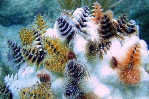 CLIP: Giun biển Spirobranchus giganteus - 'Cây thông Noel' của đại dương