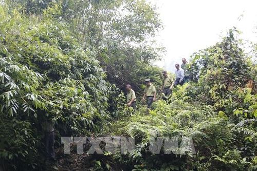 Chưa đến 2% diện tích rừng đề xuất được chấp thuận chuyển đổi mục đích sử dụng