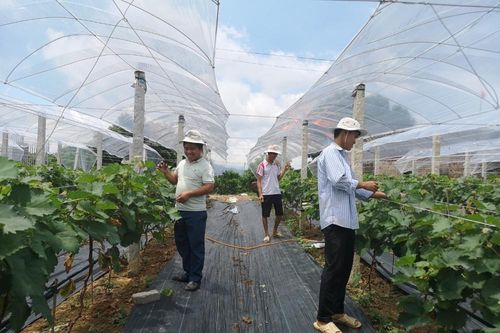 Ứng dụng tiến bộ khoa học - công nghệ: Bức tranh nông thôn, miền núi tỏa sáng