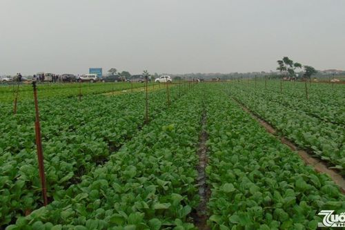 TP. Hà Nội: Đi đầu trong dồn điền, đổi thửa