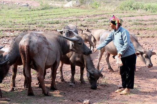 Mường Nhé chú trọng nâng cao chất lượng lao động