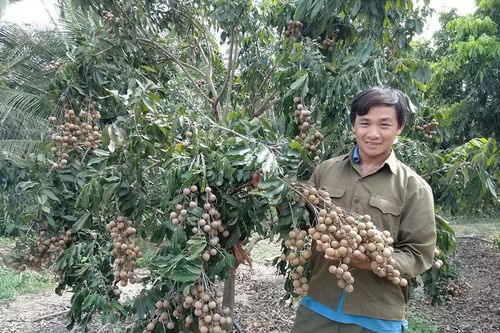 Nông dân An Thành thu nhập khá từ nhãn trái vụ