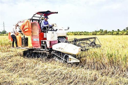 Hướng đi linh hoạt của một hợp tác xã kiểu mới