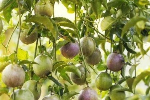 Nafoods đạt tăng trưởng kép 9 tháng đầu năm