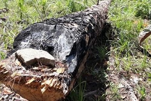 Tan nát rừng dự án nghỉ dưỡng, sân golf