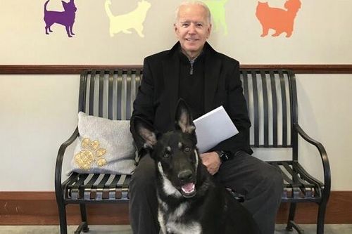 Chuyện chú chó 'vô gia cư' của ông Joe Biden