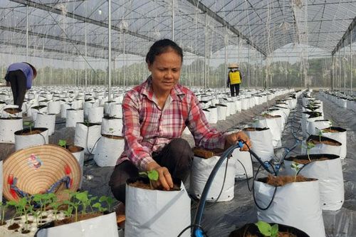 Ngành Nông nghiệp Thủ đô: Hai mũi nhọn tạo đột phá mới