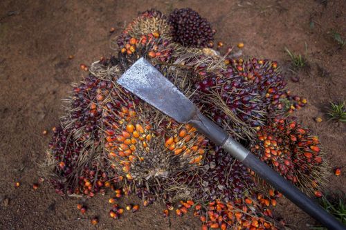 Lao động nữ bị cưỡng bức, bóc lột tại các đồn điền dầu cọ Đông Nam Á