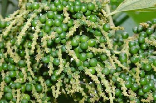 Giá tiêu hôm nay 19/11: Khảo sát các vùng trồng trọng điểm trước vụ mới, giá tiêu thế giới tăng nhẹ