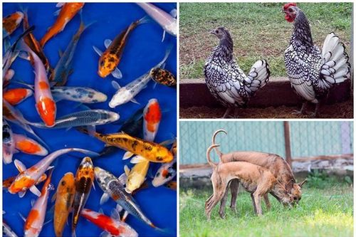 Thú cưng 'quý tộc' nhà giàu Việt: Giá trên trời... khó nuôi