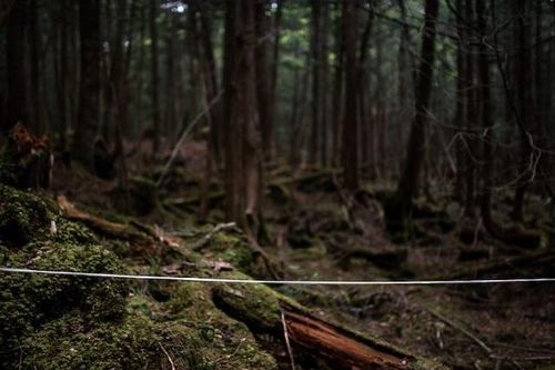 Rừng Aokigahara: Nơi tự sát bí ẩn nhất thế giới