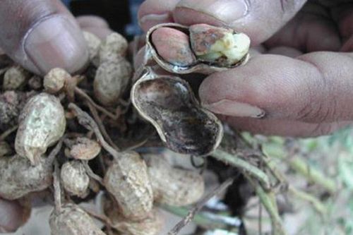 3 loại thực phẩm dẫn đầu nguy cơ gây ung thư