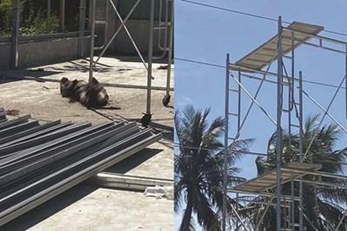 Dựng giàn giáo sát đường điện trung thế, một công nhân bị điện giật cháy đen