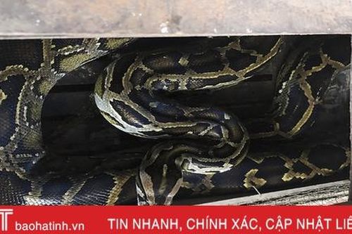 Thả trăn gấm quý hiếm nặng 35 kg về môi trường tự nhiên