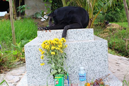 Chú chó 3 năm nằm canh mộ em bé 2 tuổi khiến chủ nhân rơi nước mắt