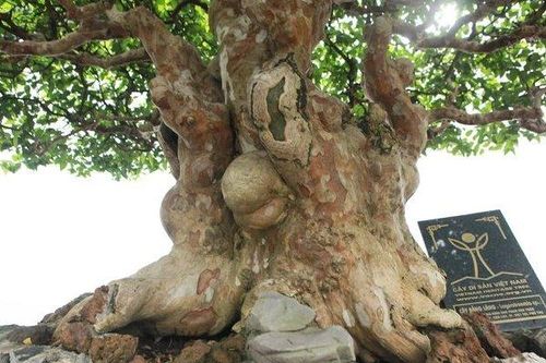 Đã mắt với vẻ kỳ lạ của 'siêu cây' bằng lăng bonsai